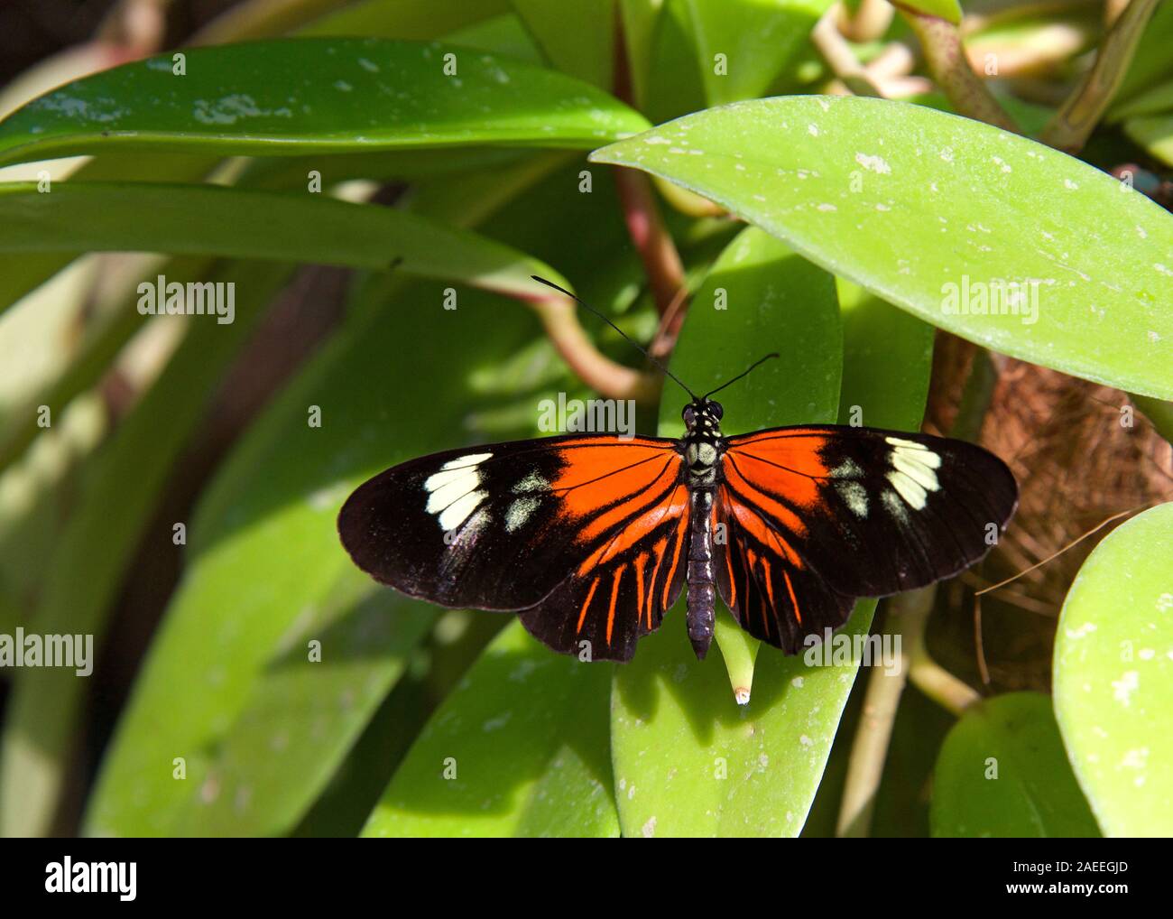 Heliconius melpomene : il postino butterfly, portalettere comune o semplicemente portalettere, è una luminosa farfalla colorata trovata in tutto il Messico centrale e Ame Foto Stock