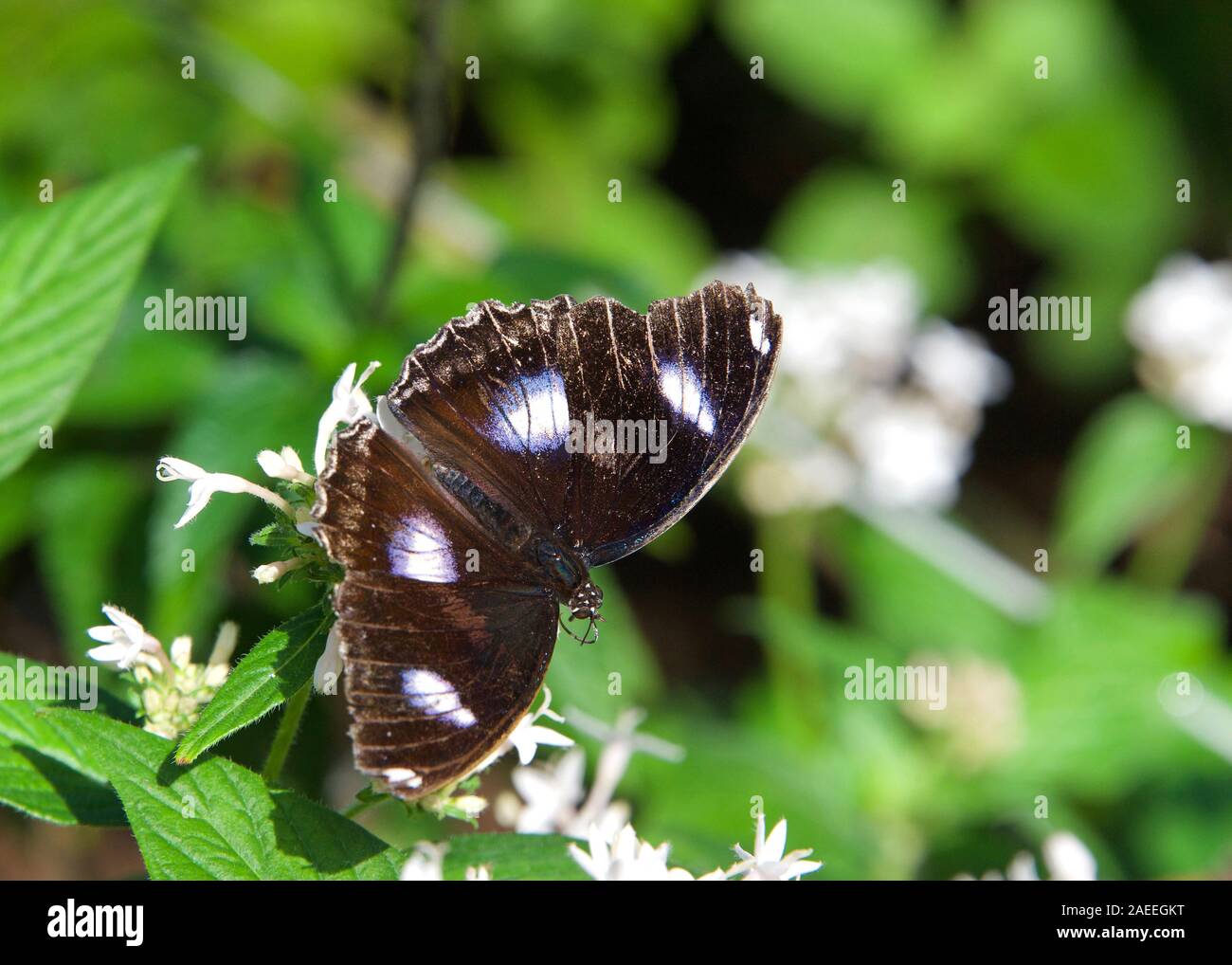 Blu nero bianco butterfly, Maschio Hypolimnas bolina, grande o eggfly comune, su bianco fiori a margherita di bere il nettare. Foto Stock