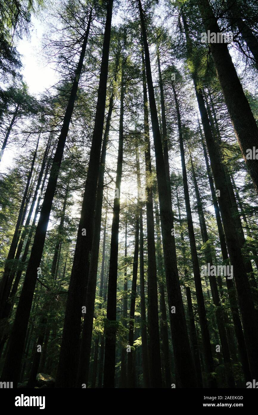 Alberi Deodar forest, Wildlife Sanctuary, Manali, Himachal Pradesh, India, Asia Foto Stock