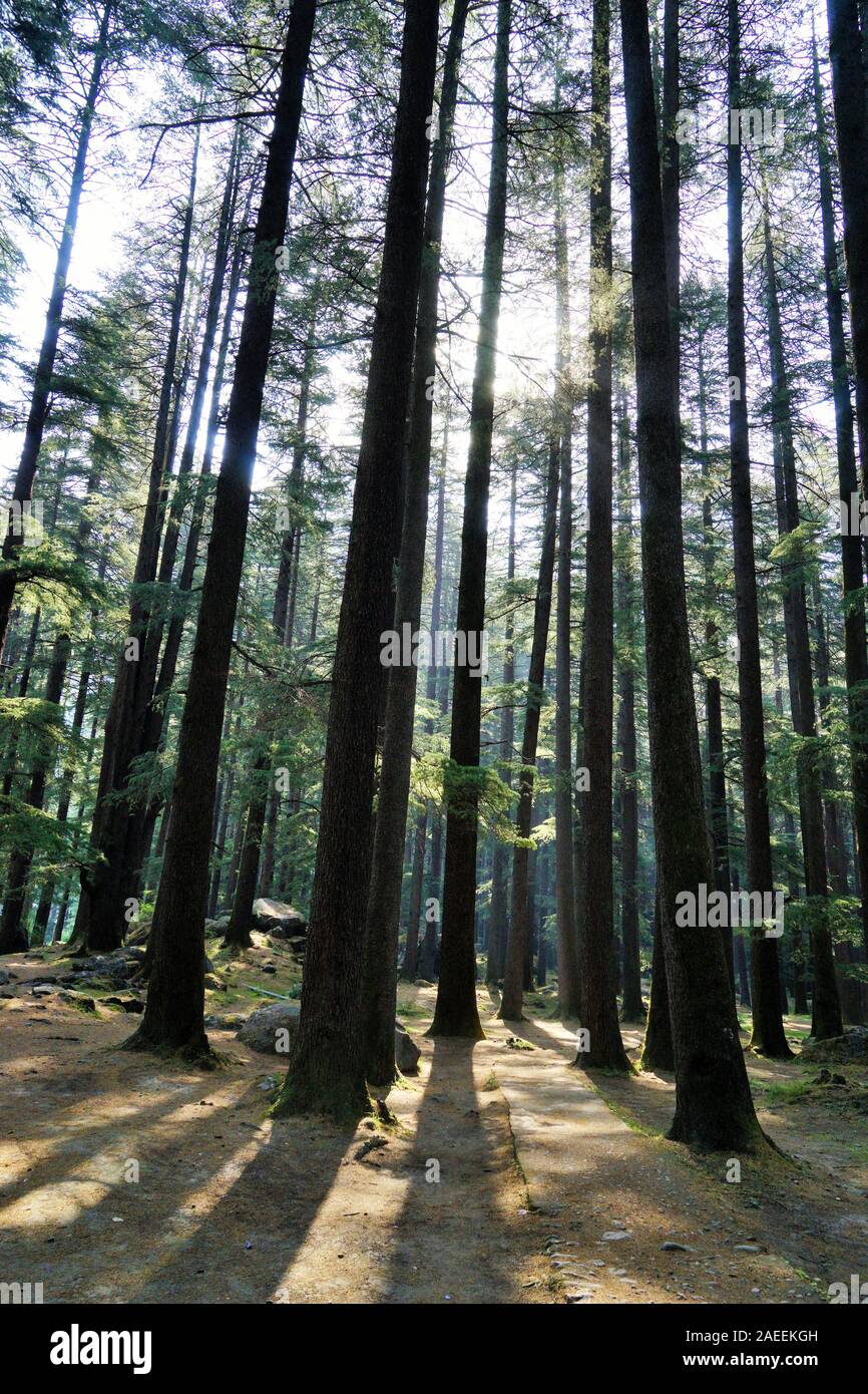 Alberi Deodar forest, Wildlife Sanctuary, Manali, Himachal Pradesh, India, Asia Foto Stock