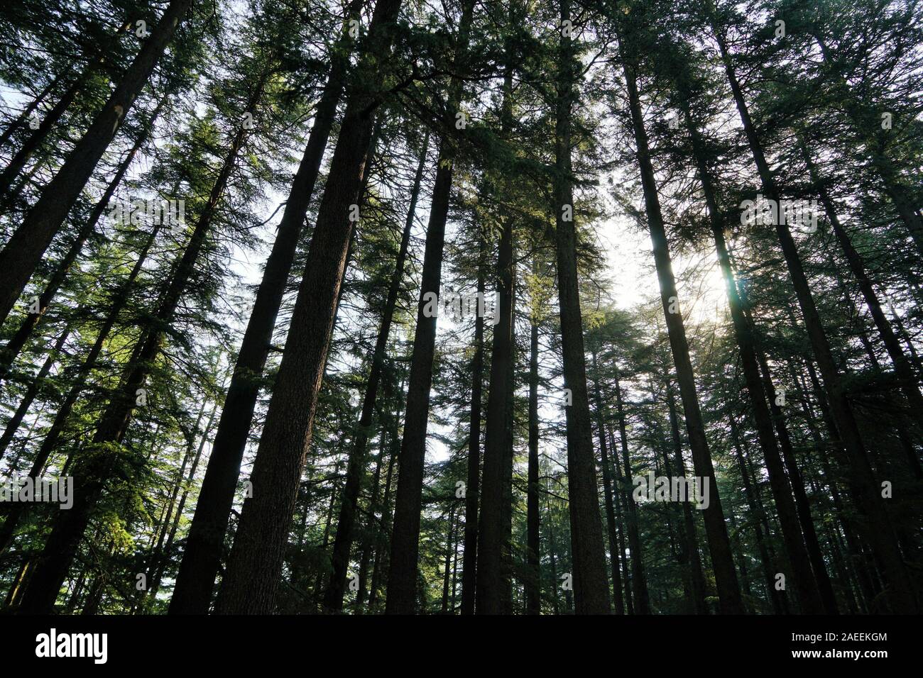 Alberi Deodar forest, Wildlife Sanctuary, Manali, Himachal Pradesh, India, Asia Foto Stock