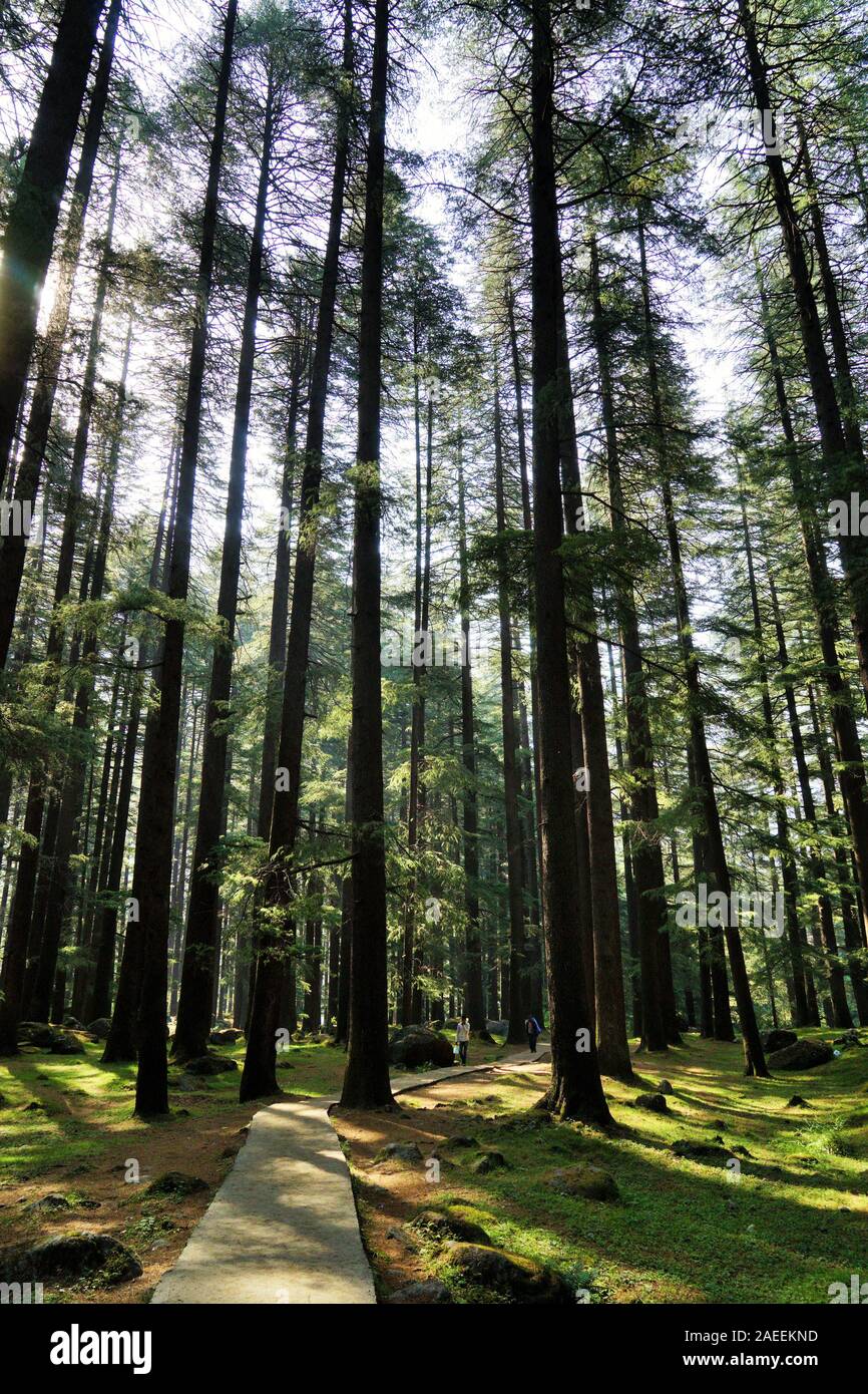 Alberi Deodar forest, Wildlife Sanctuary, Manali, Himachal Pradesh, India, Asia Foto Stock