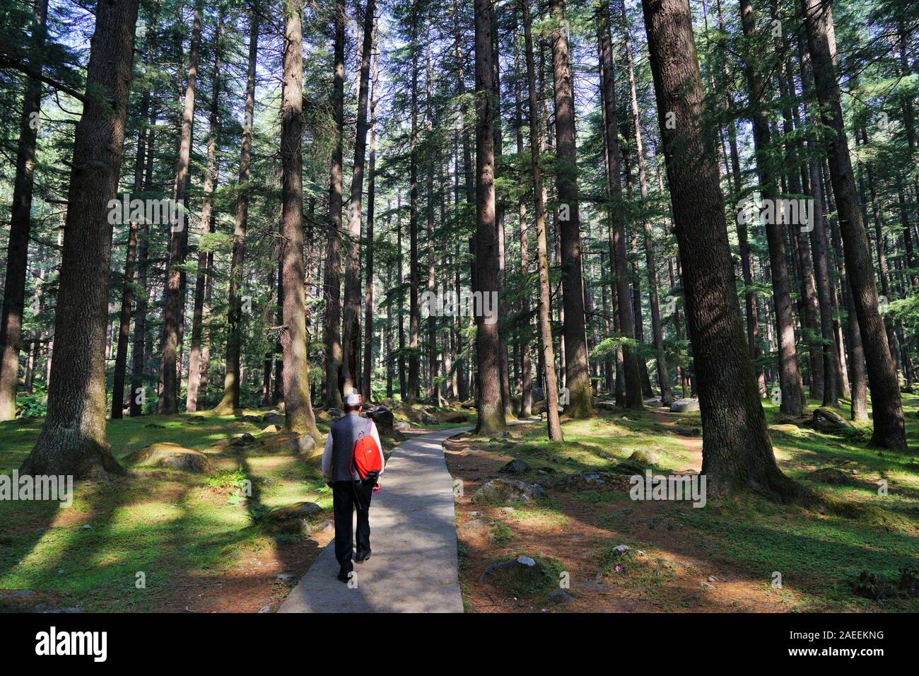 Alberi Deodar forest, Wildlife Sanctuary, Manali, Himachal Pradesh, India, Asia Foto Stock