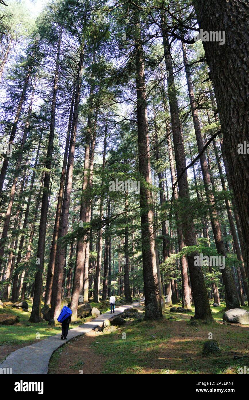 Alberi Deodar forest, Wildlife Sanctuary, Manali, Himachal Pradesh, India, Asia Foto Stock