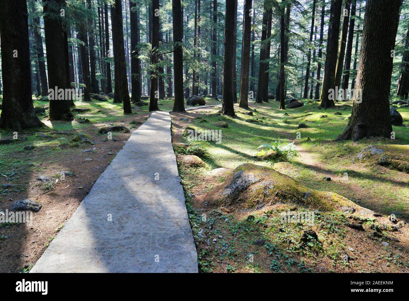 Alberi Deodar forest, Wildlife Sanctuary, Manali, Himachal Pradesh, India, Asia Foto Stock