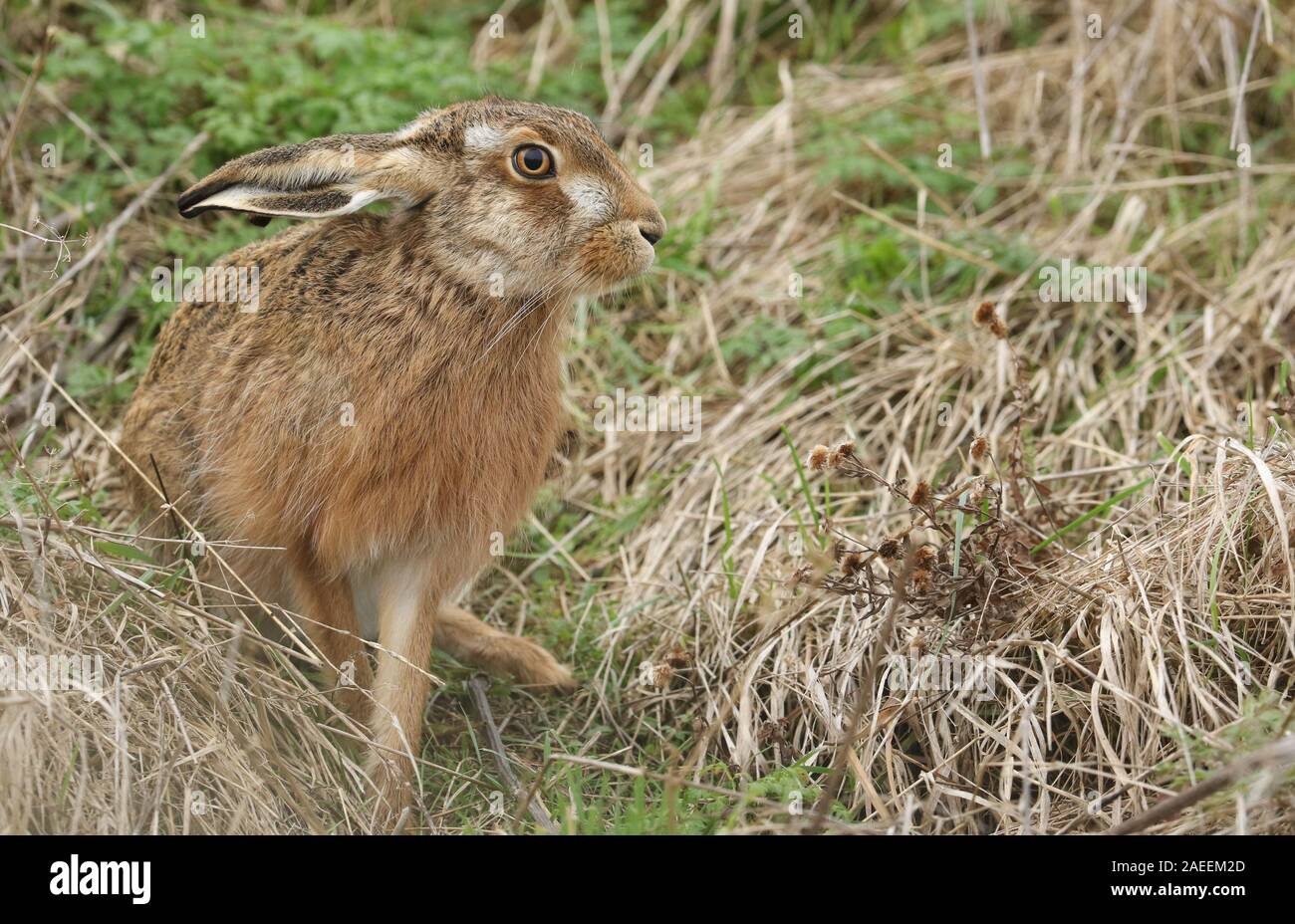 Un bel colore marrone, lepre Lepus europaeus, in un campo nel Regno Unito. Foto Stock