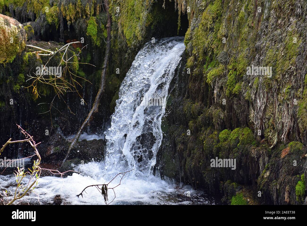 Molla fontana di acqua nella foresta/ acqua fresca pulita fluisce/ sorgente del fiume nella foresta di montagna Foto Stock Molla fontana di acqua nella foresta/ acqua fresca pulita fluisce/ sorgente del fiume nella foresta di montagna Foto Stock