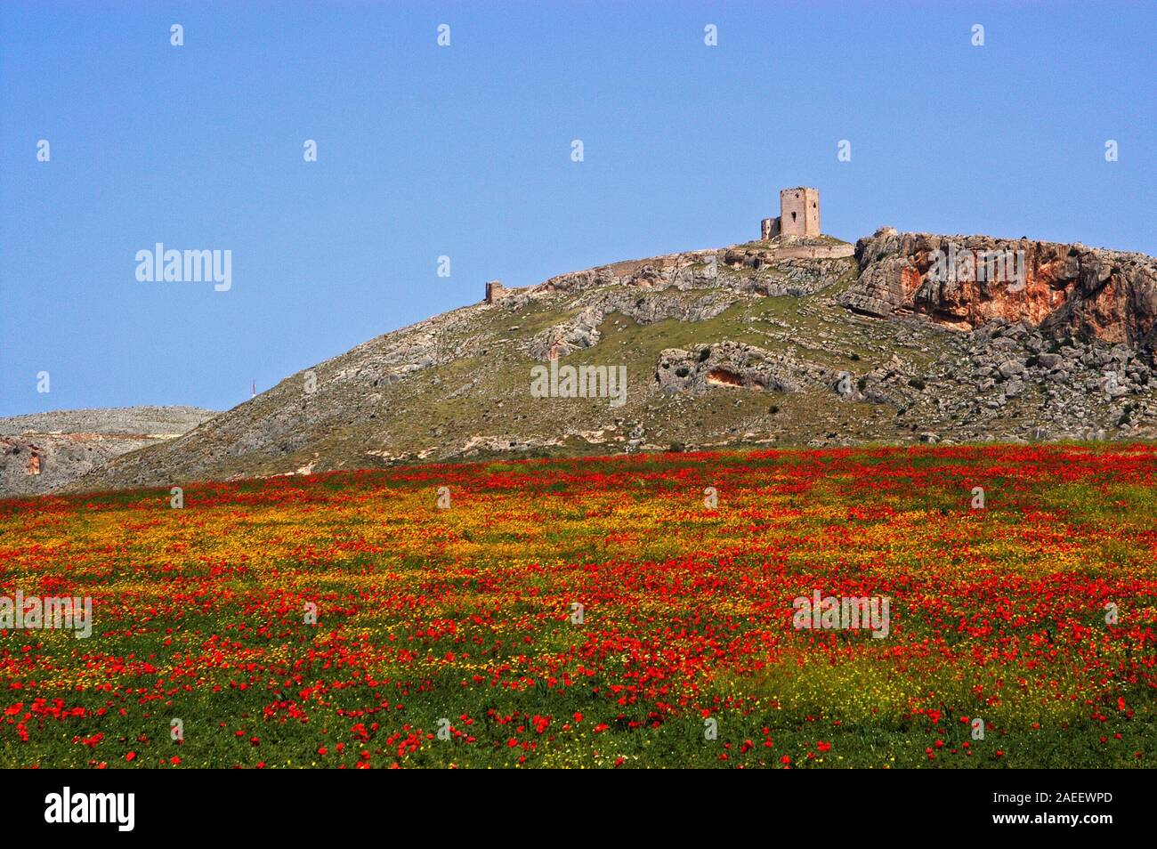 Vista del castello di stella sulla cima della collina con un campo di papavero in primo piano, Teba, provincia di Malaga, Andalusia, Spagna, Europa occidentale. Foto Stock