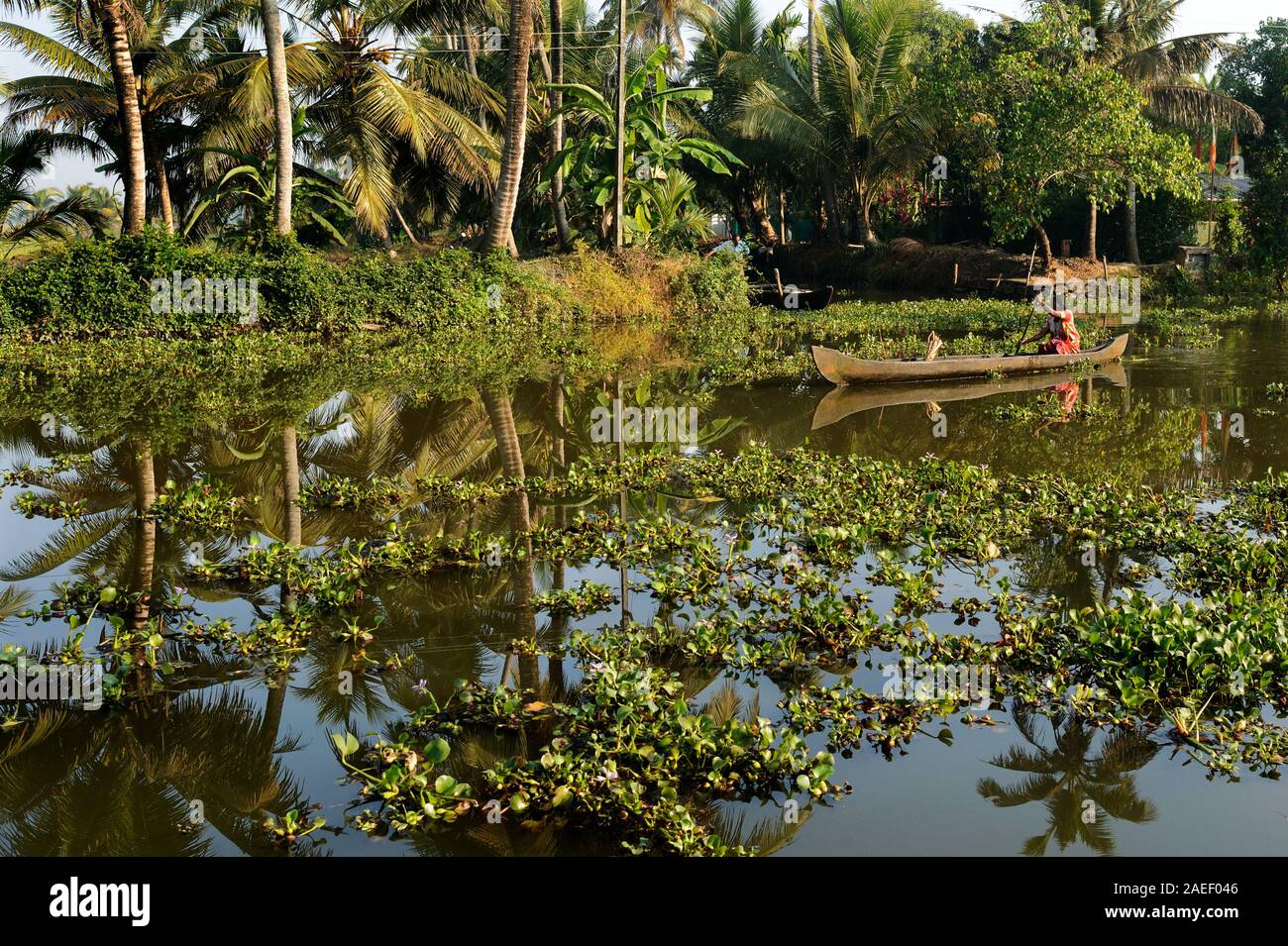 Signora canottaggio canoa, giacinto di acqua, Eichhornia crassipes, Kumarakom, Kottayam Kerala, India, Asia Foto Stock