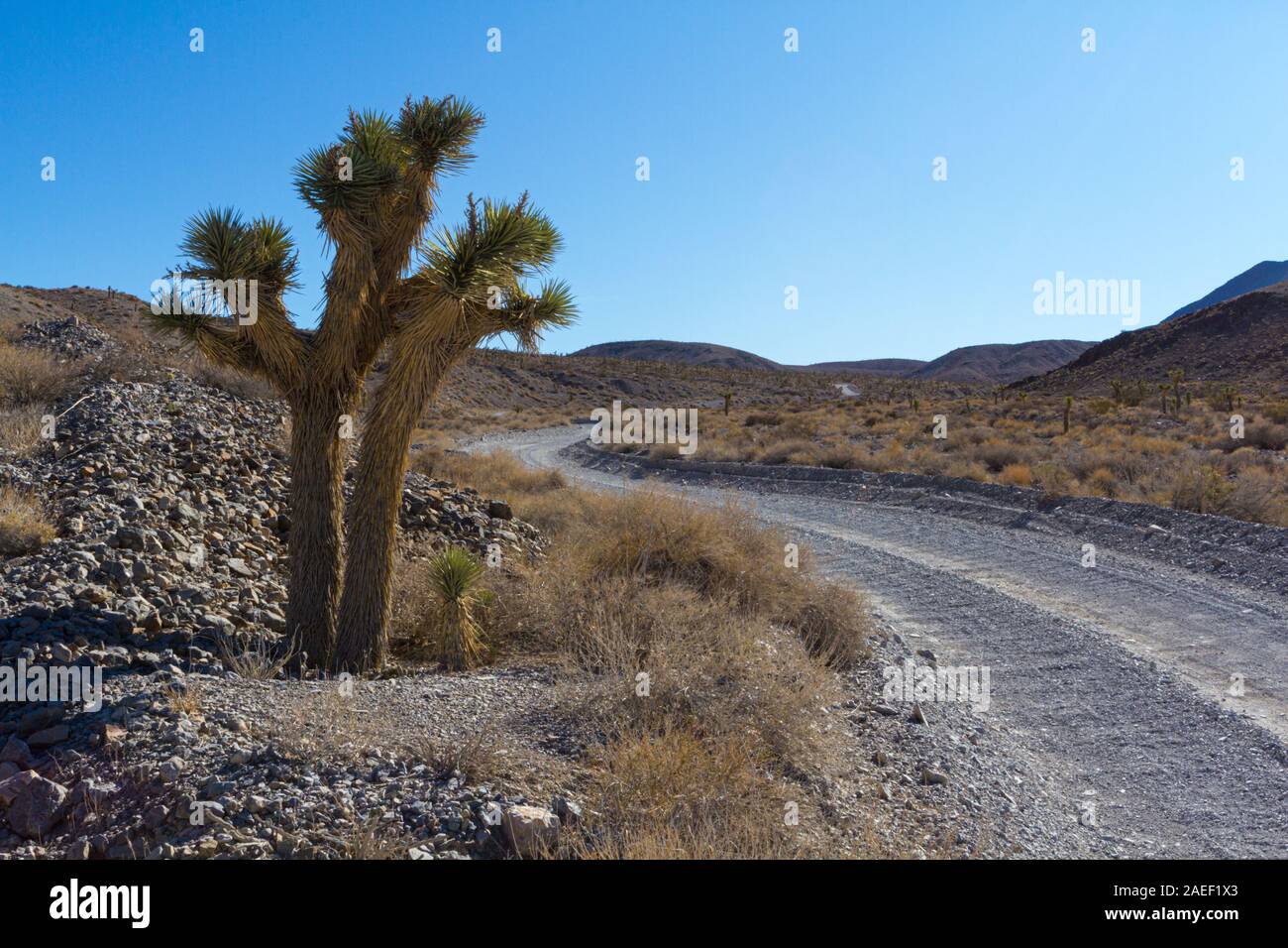 A Joshua tree si erge vegli su un deserto vuoto via. Foto Stock