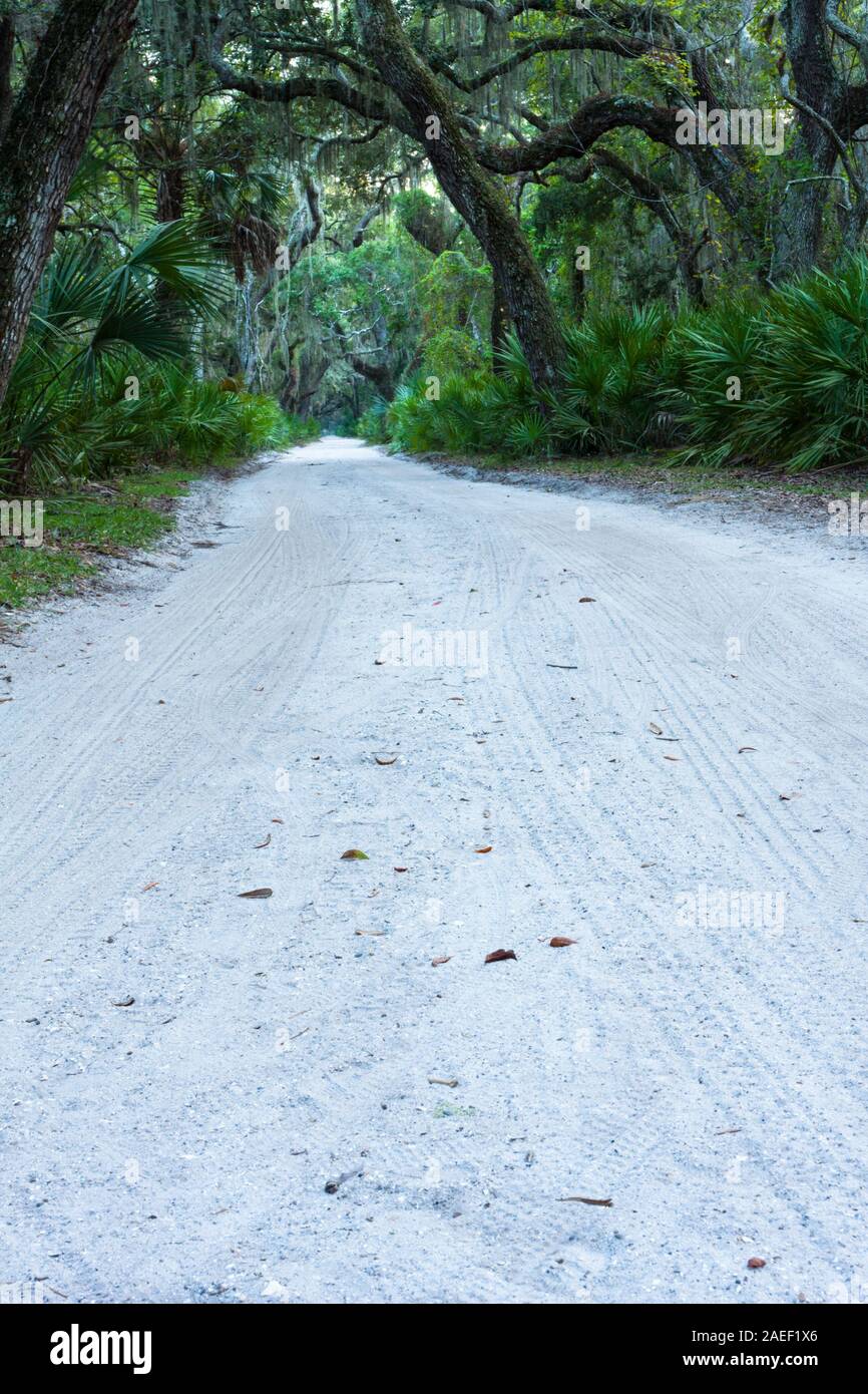Una vecchia strada di sabbia foderato con live oak e Saw palmetto Su Cumberland Island, Georgia. Foto Stock