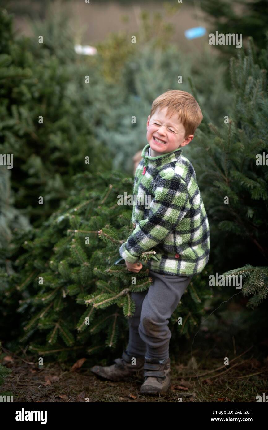 Tre fratelli raccogliere un albero di Natale da Dowdeswell Servizi forestali vicino a Cheltenham, Gloucestershire REGNO UNITO Foto Stock