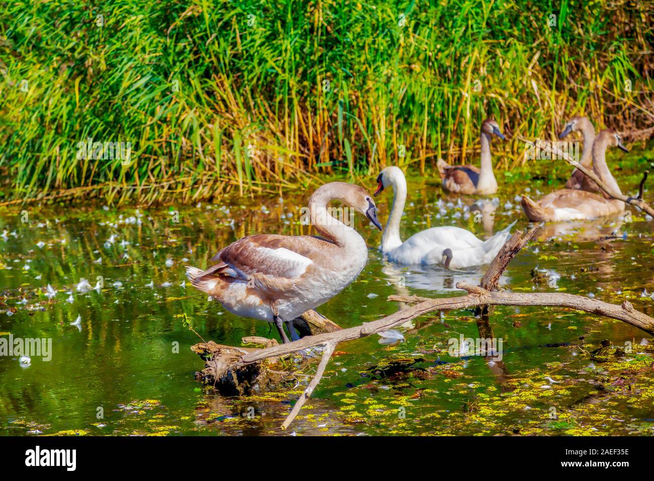 Cigni selvatici nella vasca imperiale riserva naturale. Carska Bara, Vojvodina, Serbia. Immagine Foto Stock