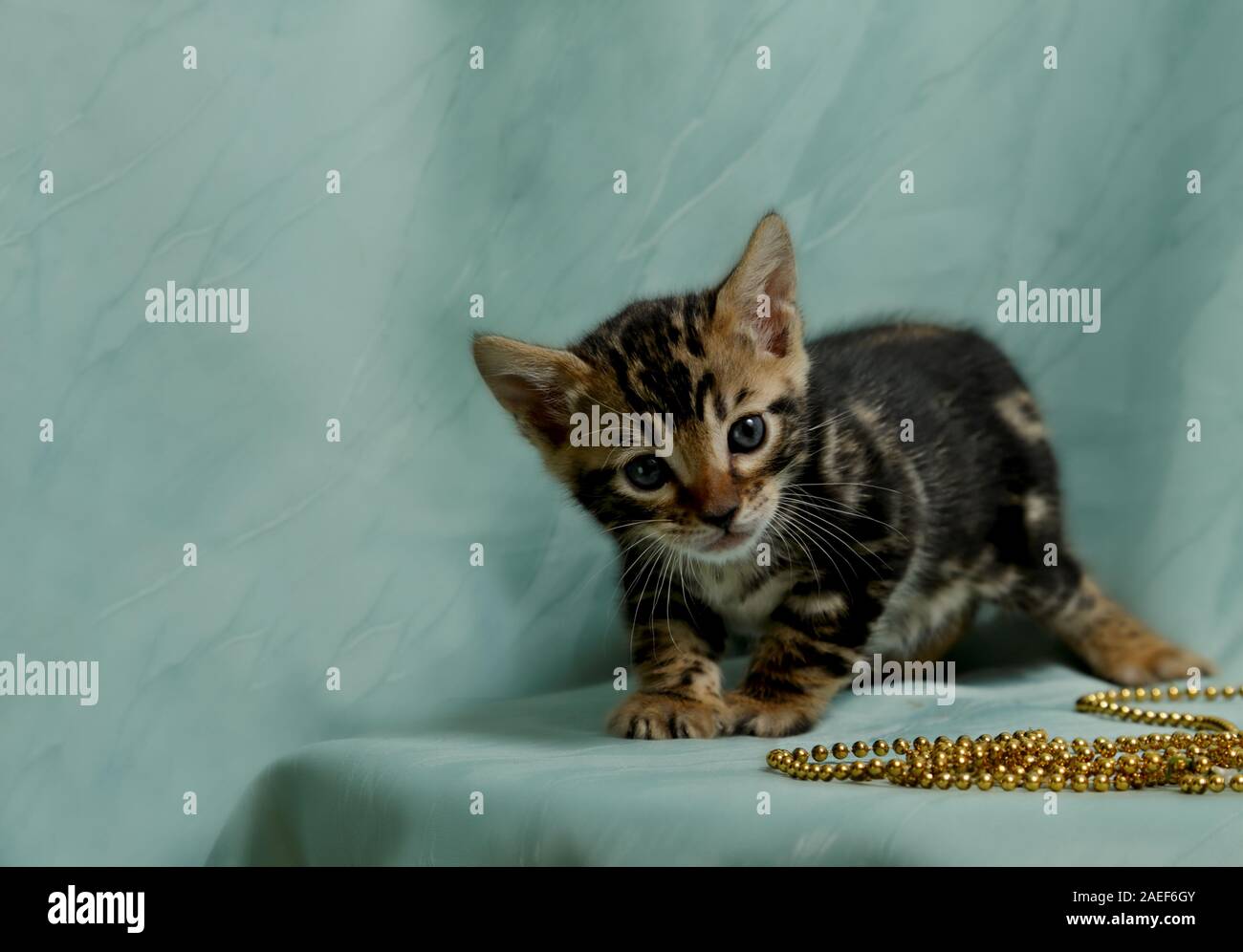 Da più di un mese il dolce Gatto bengala cucciolo maschio con perle oro e sfondo verde Foto Stock