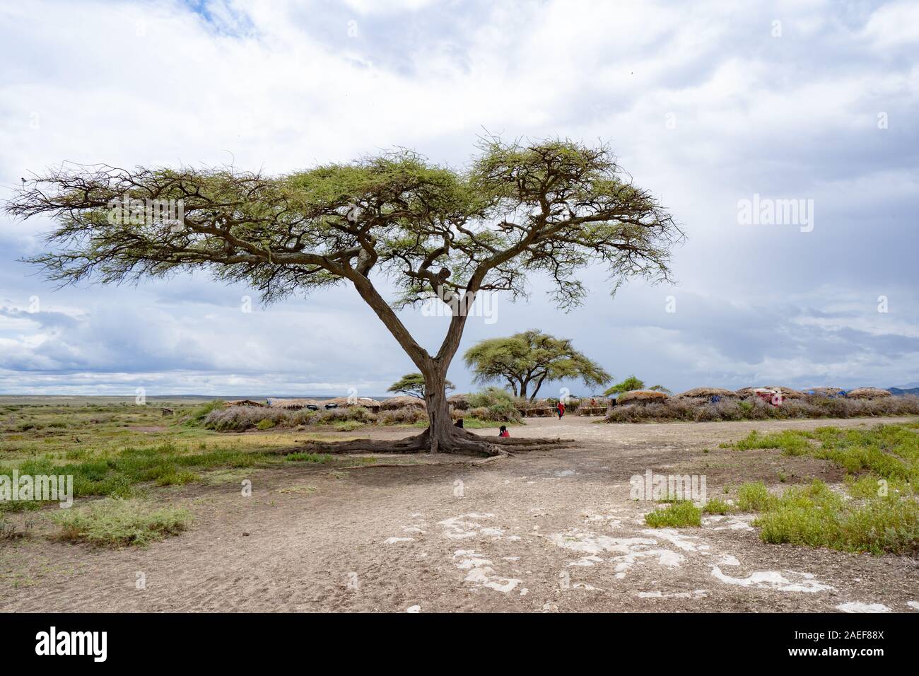 Acacia trovanella le pianure del Serengeti Foto Stock