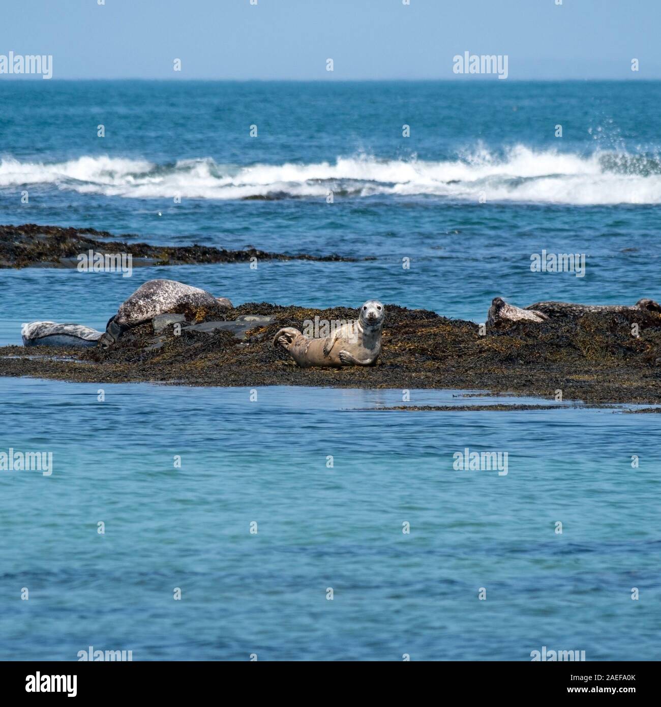 Le guarnizioni di tenuta comune (Phoca vitulina) prendere il sole sulla roccia skerries, Ardskenish, Isola di Colonsay, Scotland, Regno Unito Foto Stock