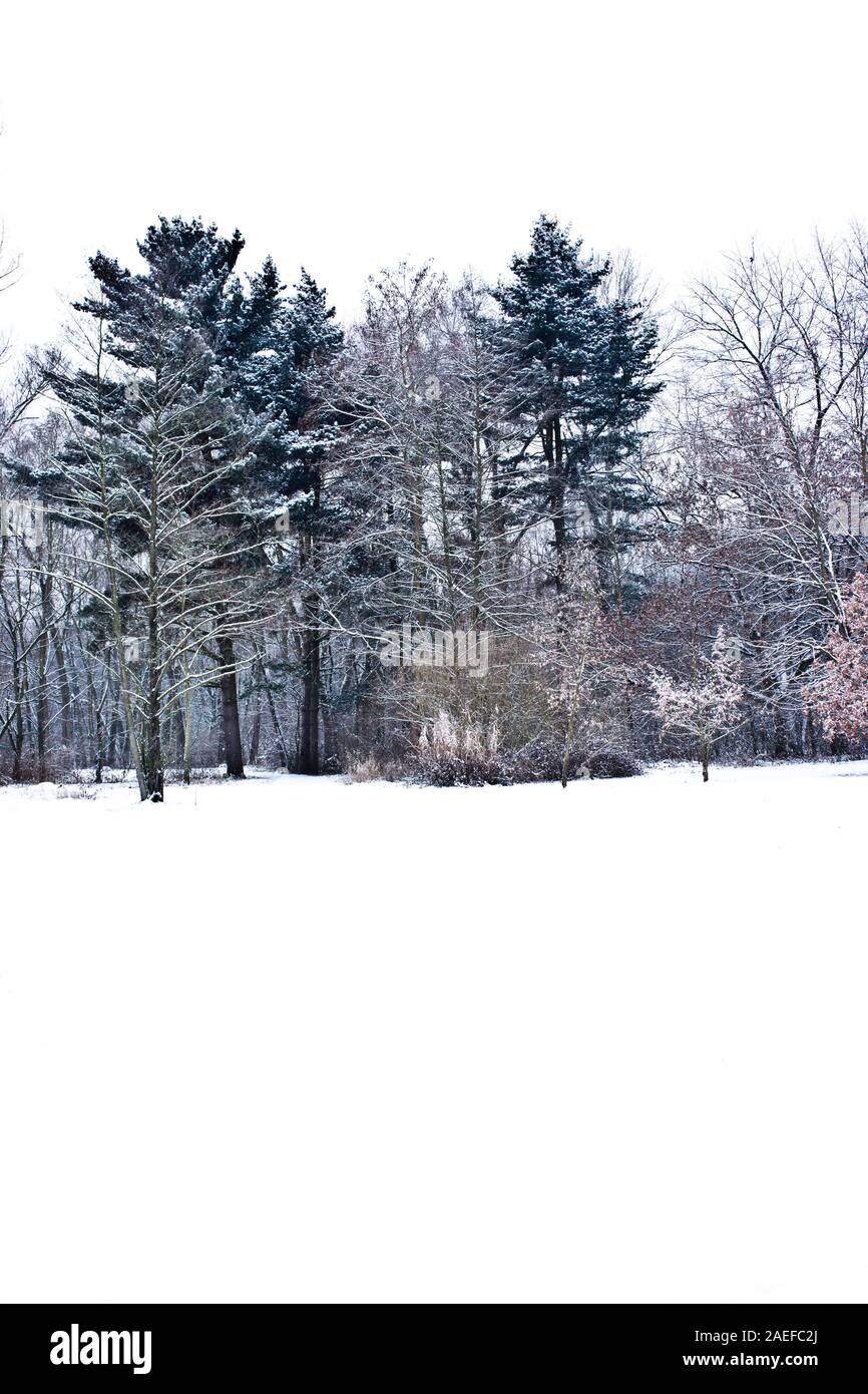 Scena invernale con alberi coperti di neve e neve sul terreno Foto Stock