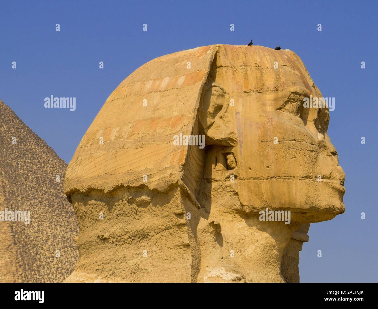 Grande Sfinge di Giza in Egitto Foto Stock