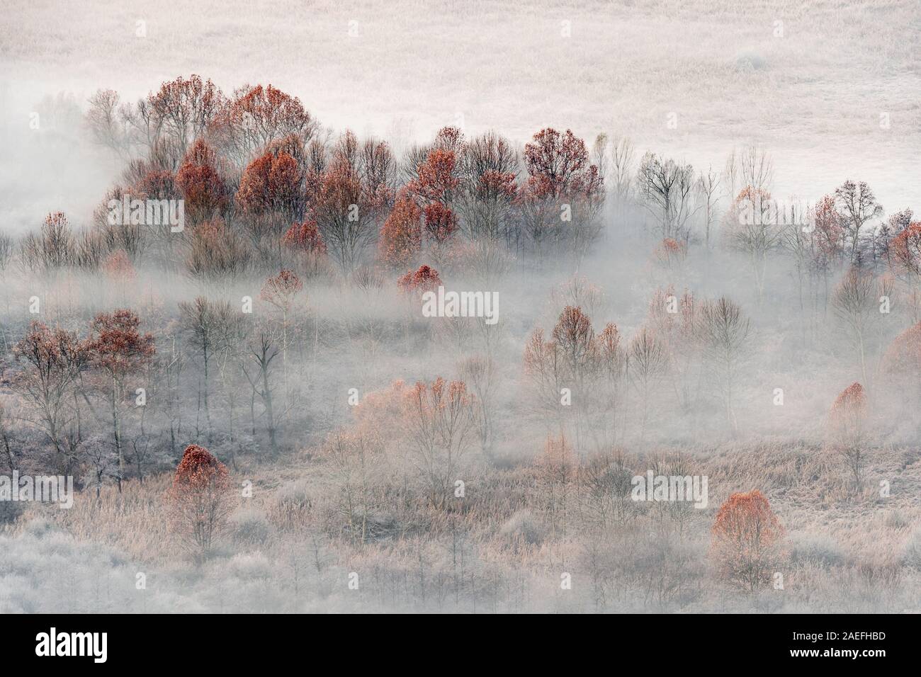 Sunrise oltre il Bosco nebbioso, Italia paesaggio Foto Stock