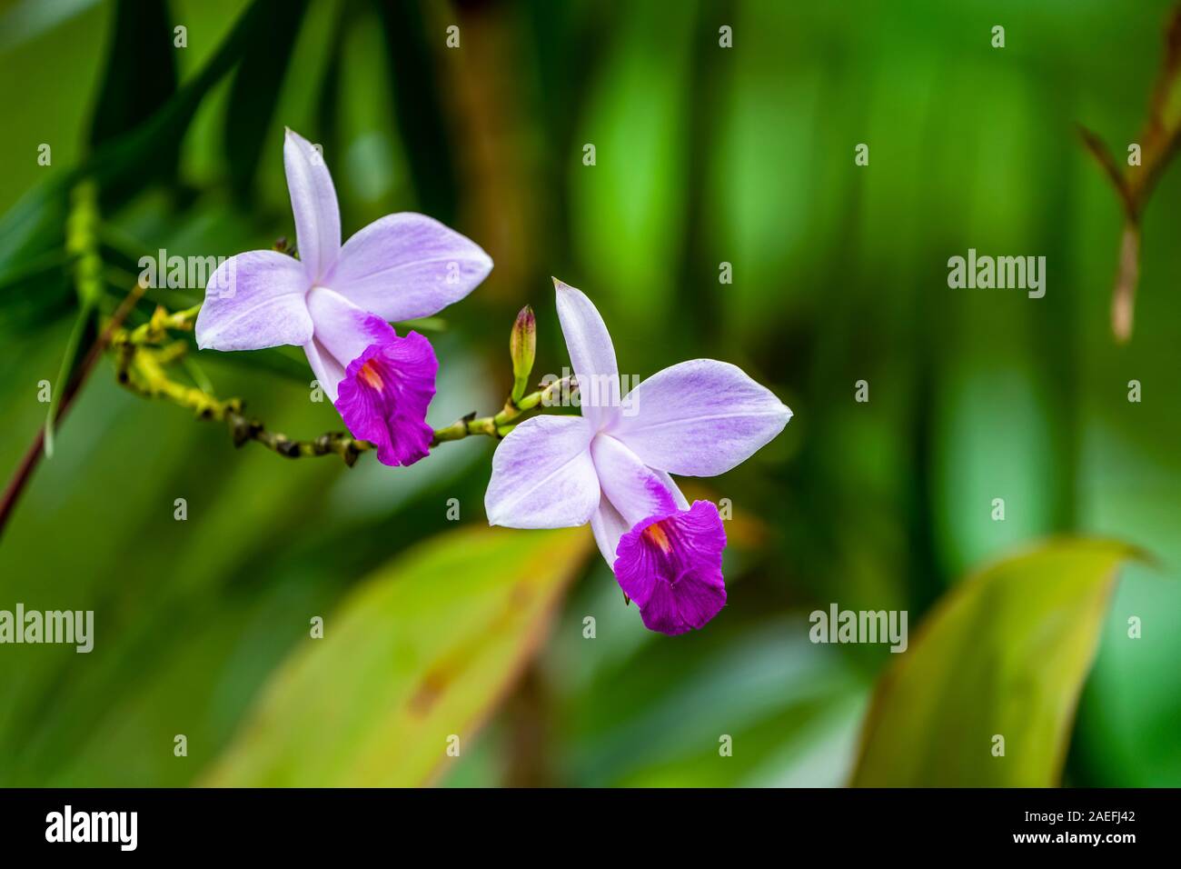 Bamboo Orchid (Arundina graminifolia). Fotografato in Costa Rica in luglio Foto Stock