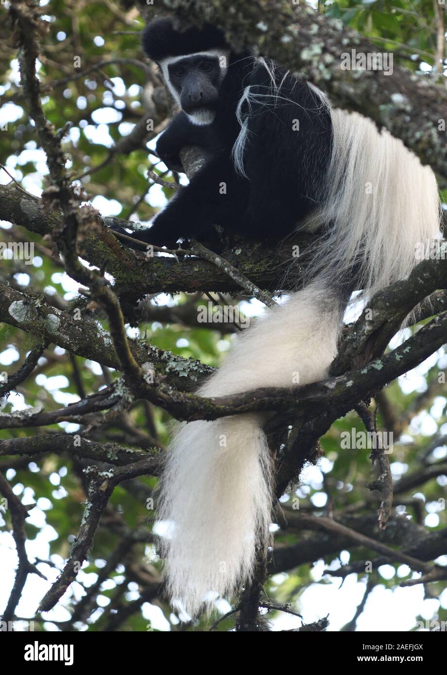 Un Black and White Colobus Monkey, mantled (guereza Colobus guereza), si rilassa sui rami di alberi per digerire il suo pasto di foglie. Parco Nazionale di Arusha. Foto Stock