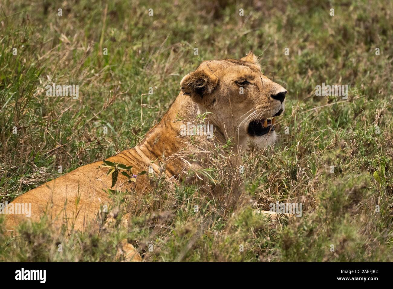Leonessa in Lake Manyara National Park Foto Stock