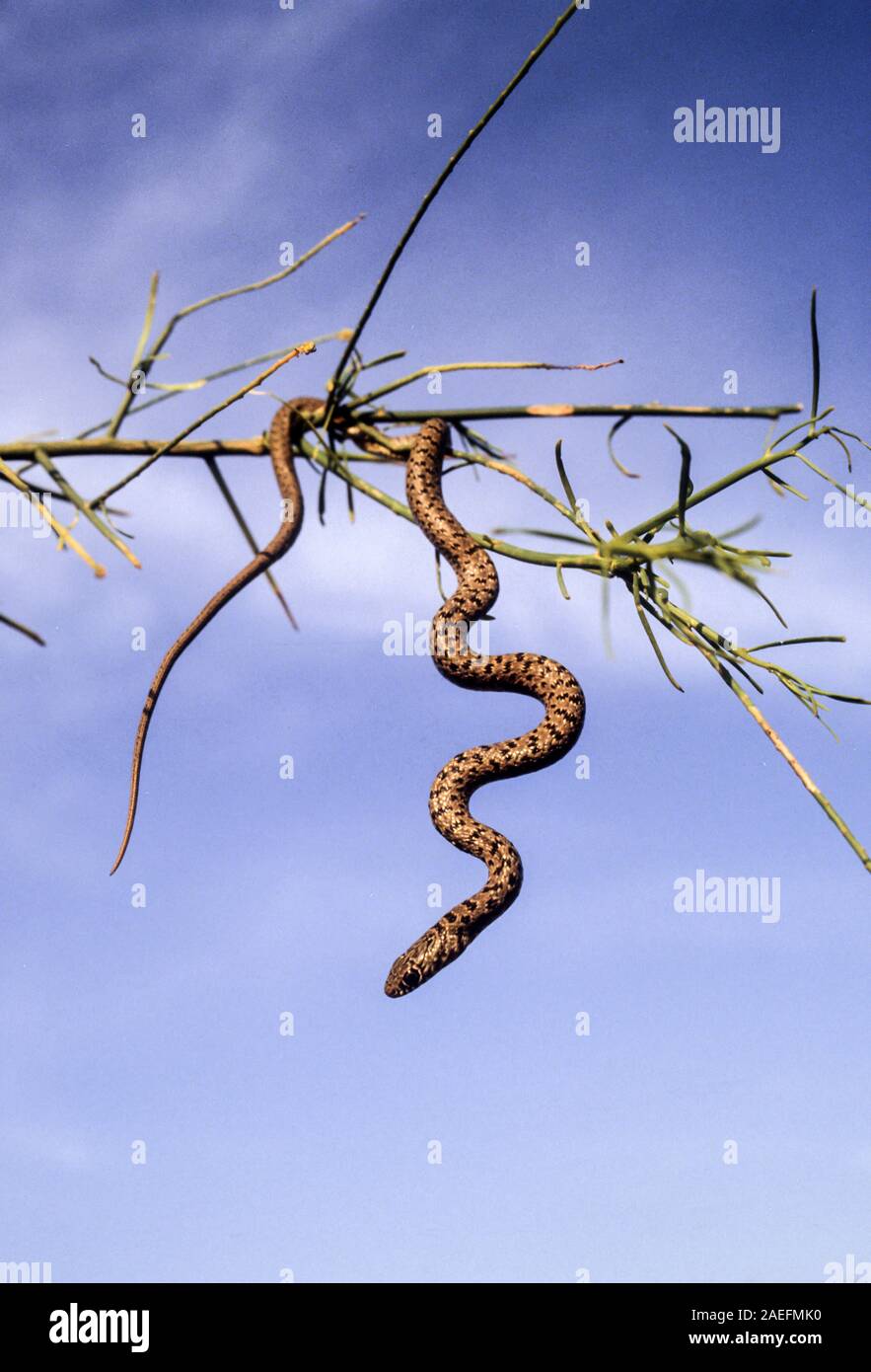 I capretti Dolichophis jugularis, il nero whipsnake, appeso ad un albero Foto Stock