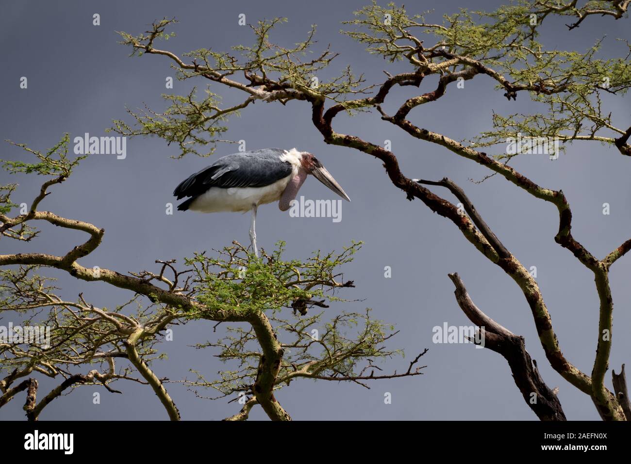 Marabou stork (Leptoptilos crumenifer) Foto Stock