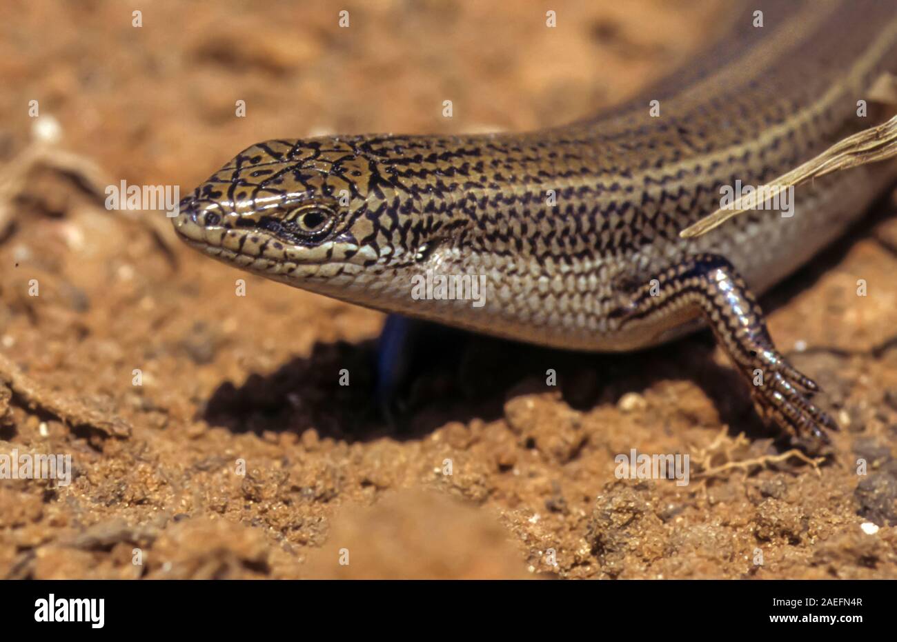 Imbrigliati Mabuya o imbrigliati Skink (Trachylepis vittata) è una specie di skinks trovati in Nord Africa e Medio Oriente. La lunghezza di tali skinks è up t Foto Stock