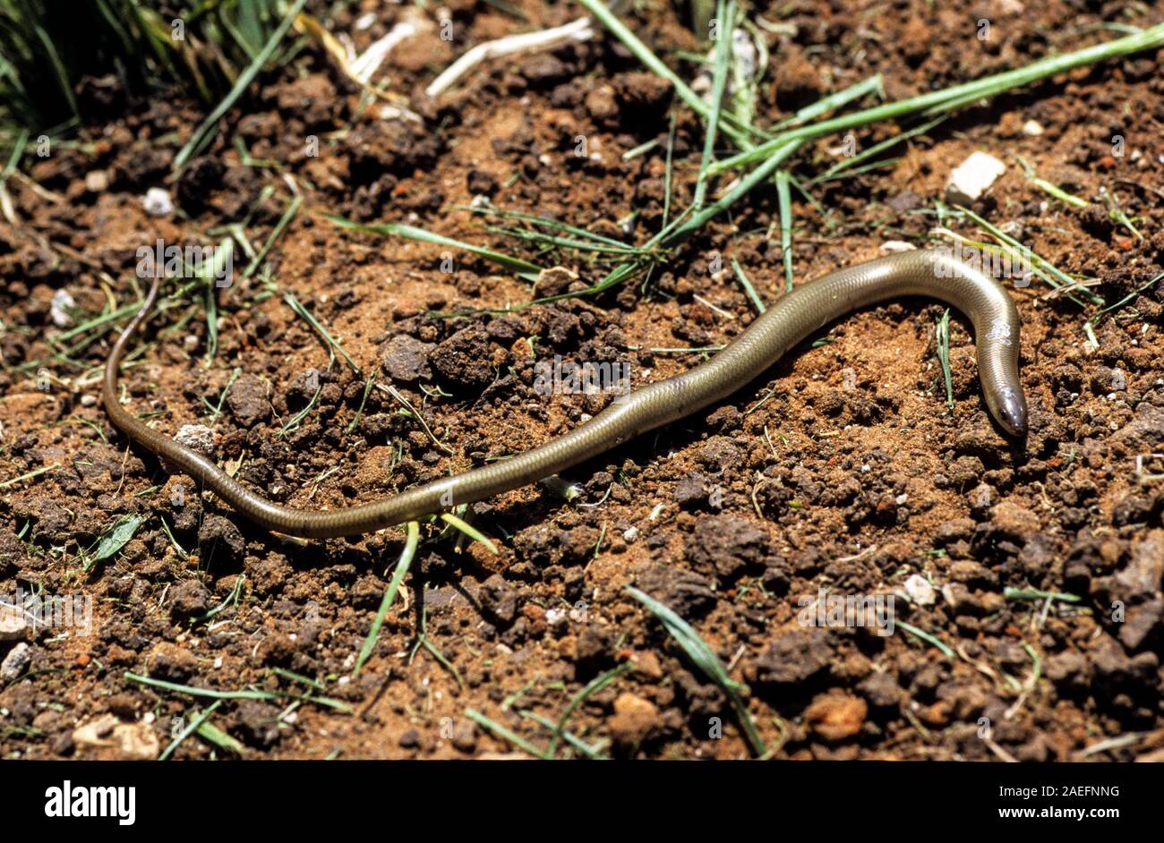 Chalcides guentheri o Gunther cilindrico del Skink, è una specie di skink trovata in Israele e il Libano, e le parti occidentali della Giordania e Siria. È usua Foto Stock