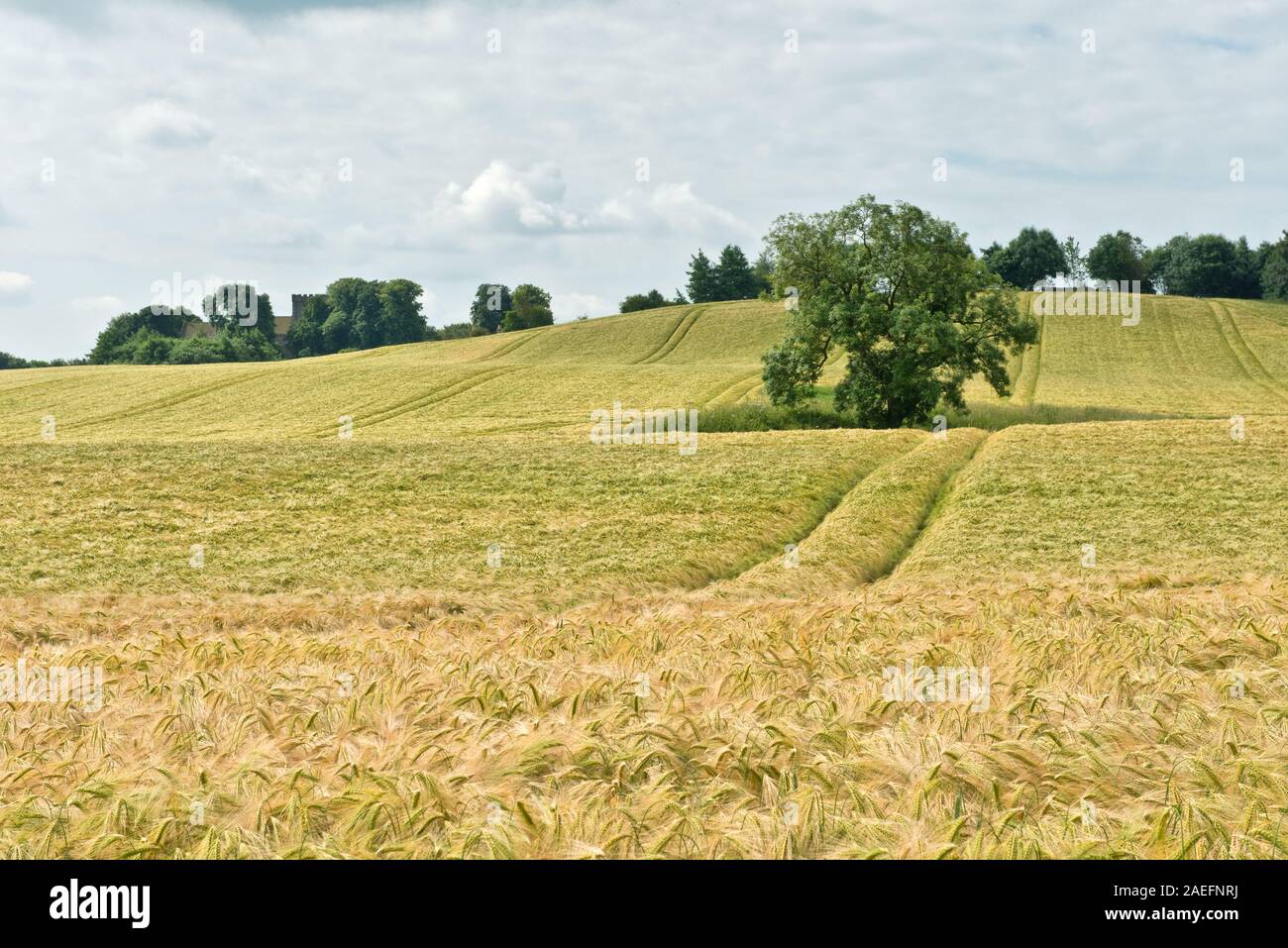 Agriturismo il paesaggio e i campi di orzo. North Yorkshire, Inghilterra Foto Stock