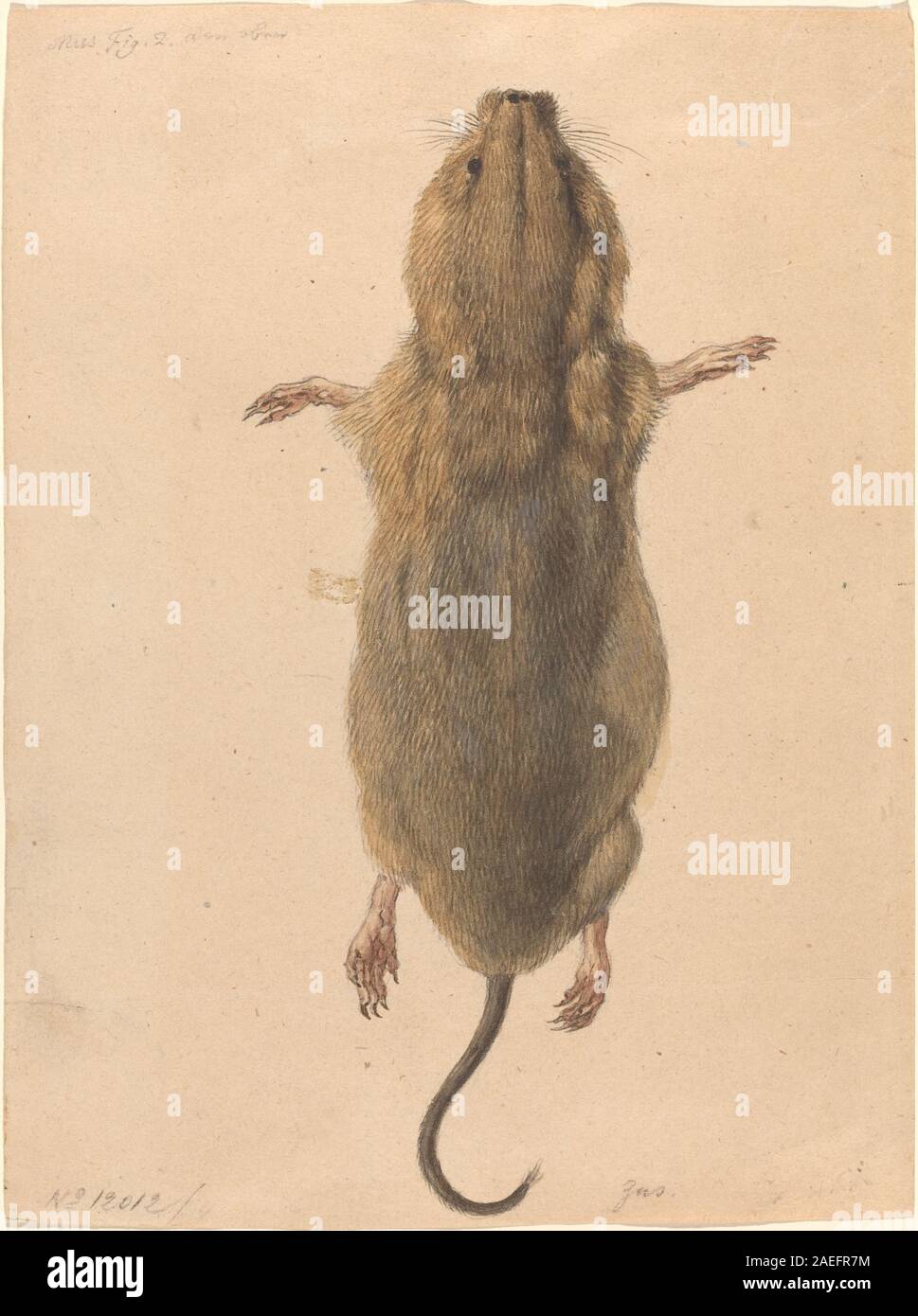 "A Field mouse, From Above" di Schellenberg, c. 1775, raffigura un piccolo roditore visto dall'alto, mostrandone l'anatomia, la pelliccia, la postura e i dettagli naturalistici tipici dell'illustrazione zoologica del XVIII secolo. Foto Stock