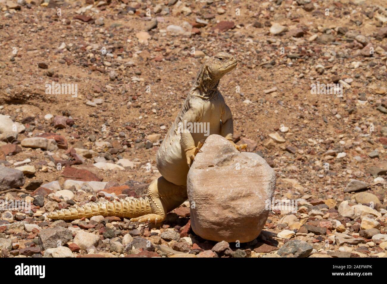 Mastigure egiziano (Uromastyx aegyptia), Aka Leptien's Mastigure o egiziano lucertola DAB. Mastigures egiziano può essere trovato in Egitto, Libia e attraverso Foto Stock