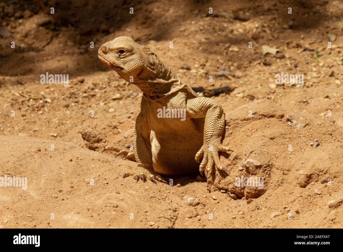 Mastigure egiziano (Uromastyx aegyptia), Aka Leptien's Mastigure o egiziano lucertola DAB. Mastigures egiziano può essere trovato in Egitto, Libia e attraverso Foto Stock