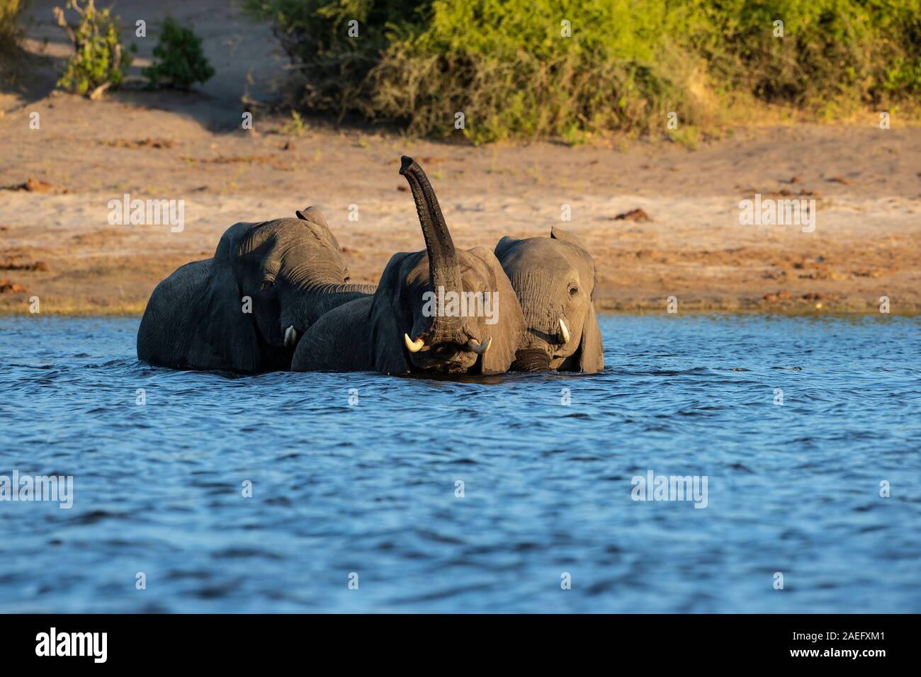 Gli elefanti africani Loxodonta africana semi-sommersa nel fiume Chobe come essi attraversano da una banca all'altra al crepuscolo in Botswana Foto Stock