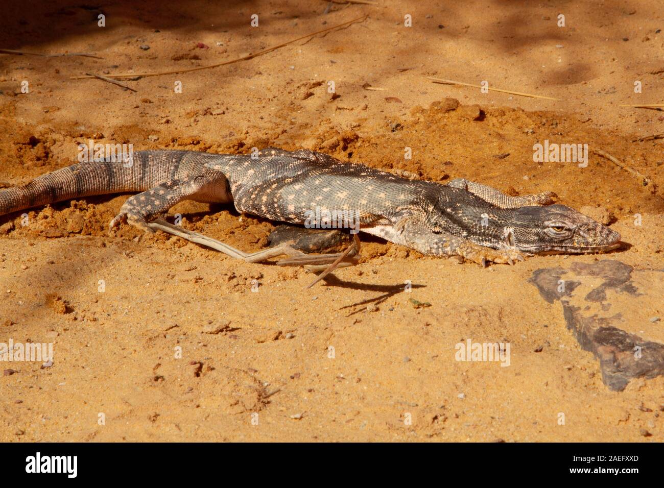 Monitor del deserto (Varanus griseus). una specie di varani dell'ordine Squamati ritrovano vivi in tutto il Nord Africa e l'Asia centrale e meridionale. Foto Stock