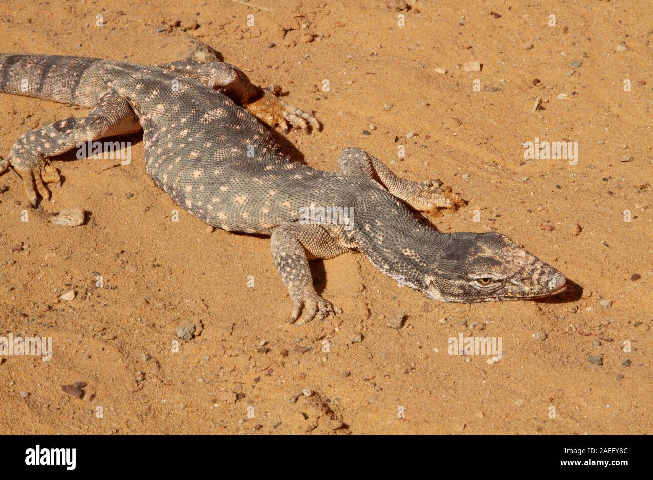 Monitor del deserto (Varanus griseus). una specie di varani dell'ordine Squamati ritrovano vivi in tutto il Nord Africa e l'Asia centrale e meridionale. Foto Stock