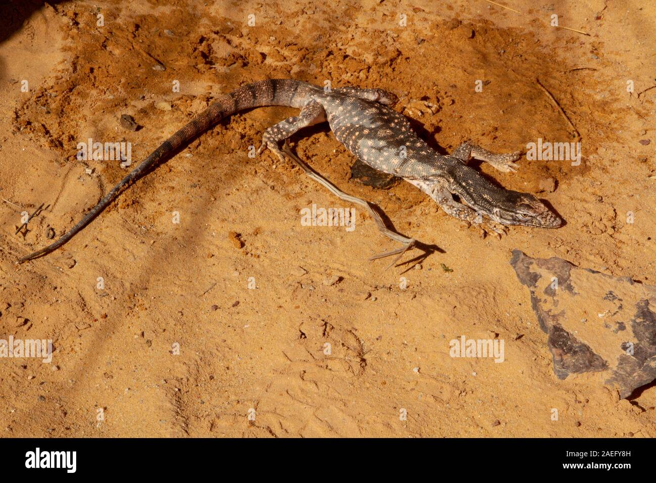 Monitor del deserto (Varanus griseus). una specie di varani dell'ordine Squamati ritrovano vivi in tutto il Nord Africa e l'Asia centrale e meridionale. Foto Stock