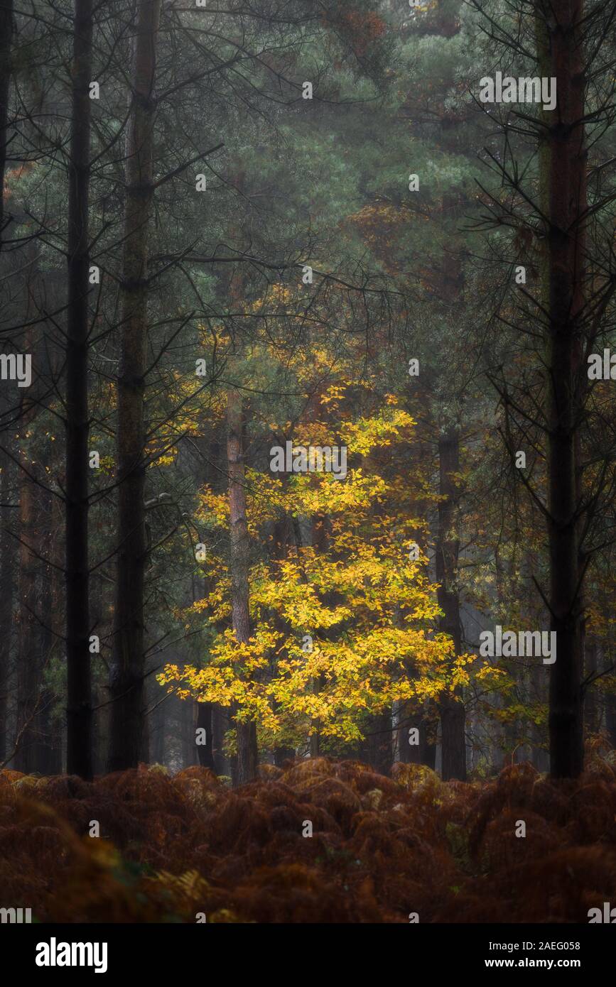 Golden autunnale di caduta di alberi e foglie di colori a valle di betulle, Cannock Chase in Staffordshire, Regno Unito Foto Stock