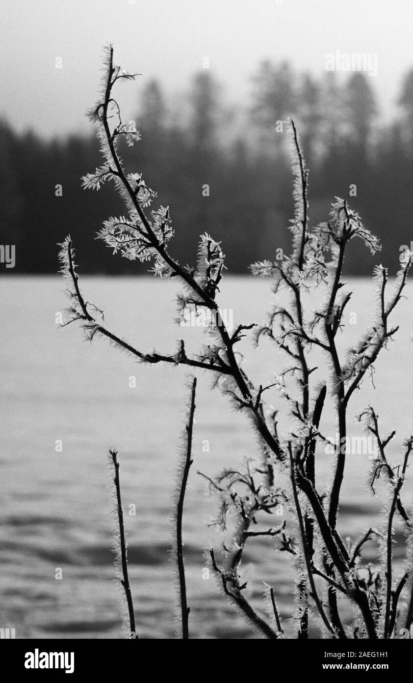 Il ramo di brina Foto Stock
