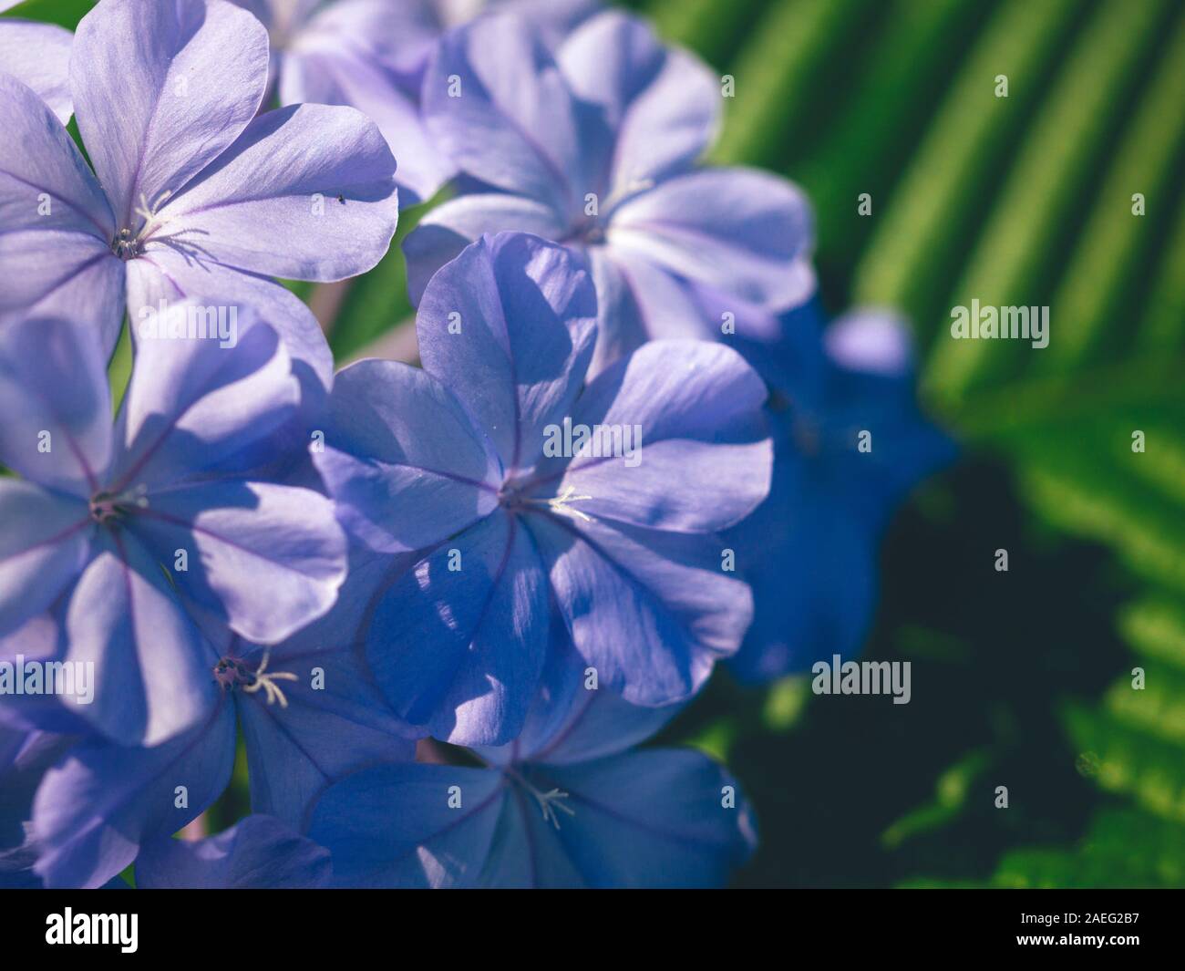Plumbago auriculata Lam. , Conosciuto come Plumbago Capensis. Altri nomi comuni: Cape Plumbago, Cape Leadwort e Plumbago blu. Tropical, evergreen Foto Stock