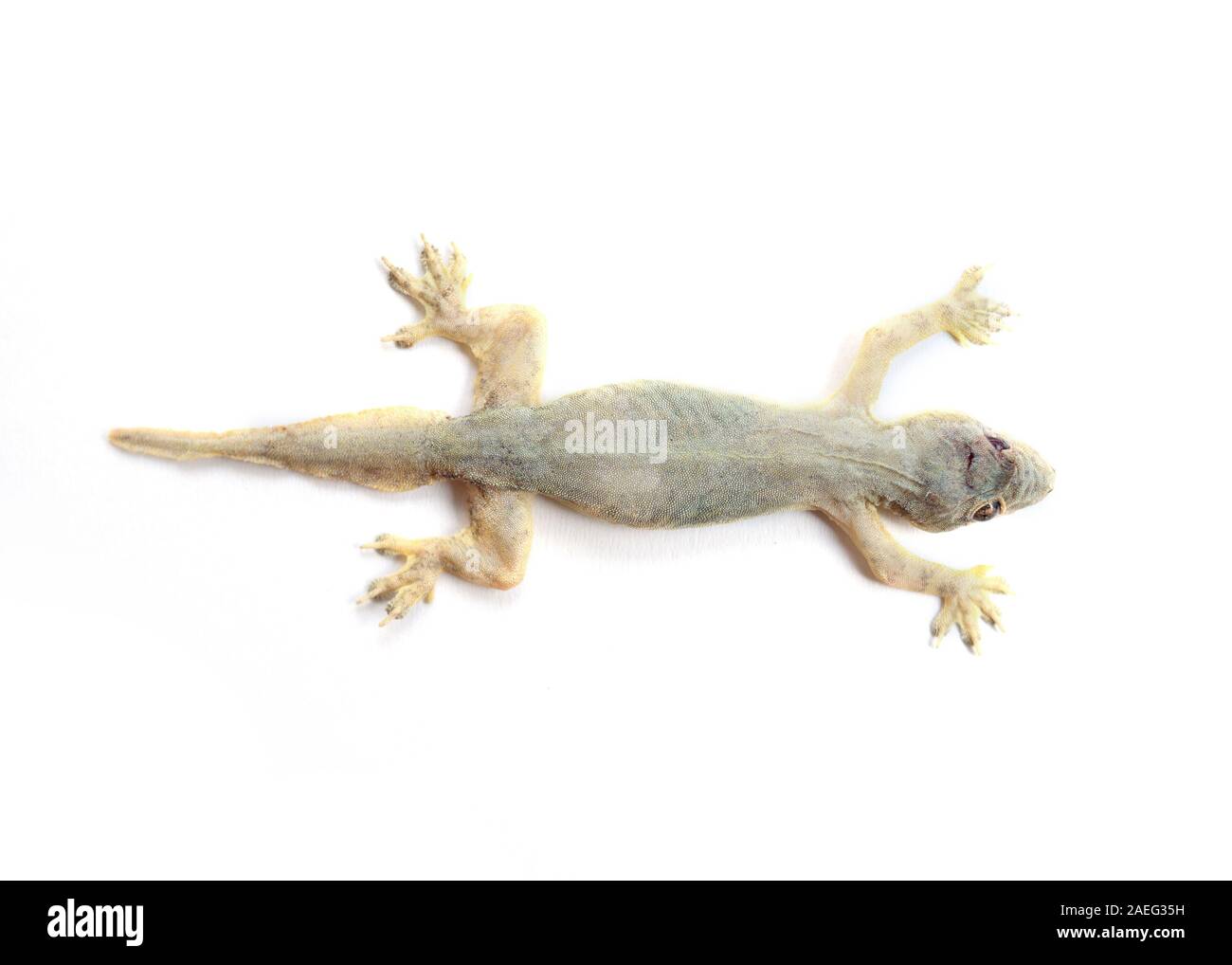 Un morto lucertola distesa capovolto , rettile su sfondo bianco isolare Foto Stock