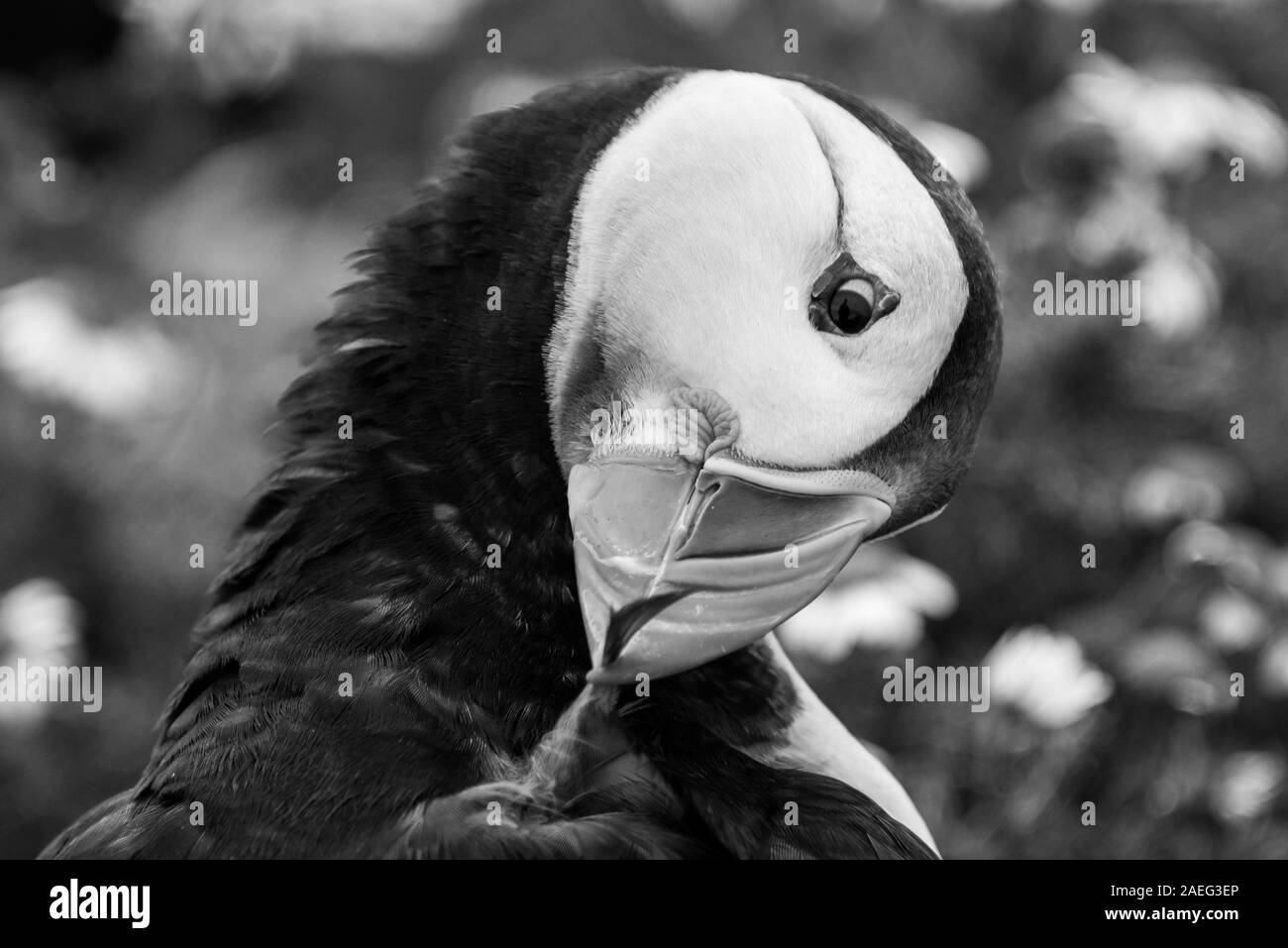 I puffini sull isola Skomer in Cardigan Bay West Wales Foto Stock