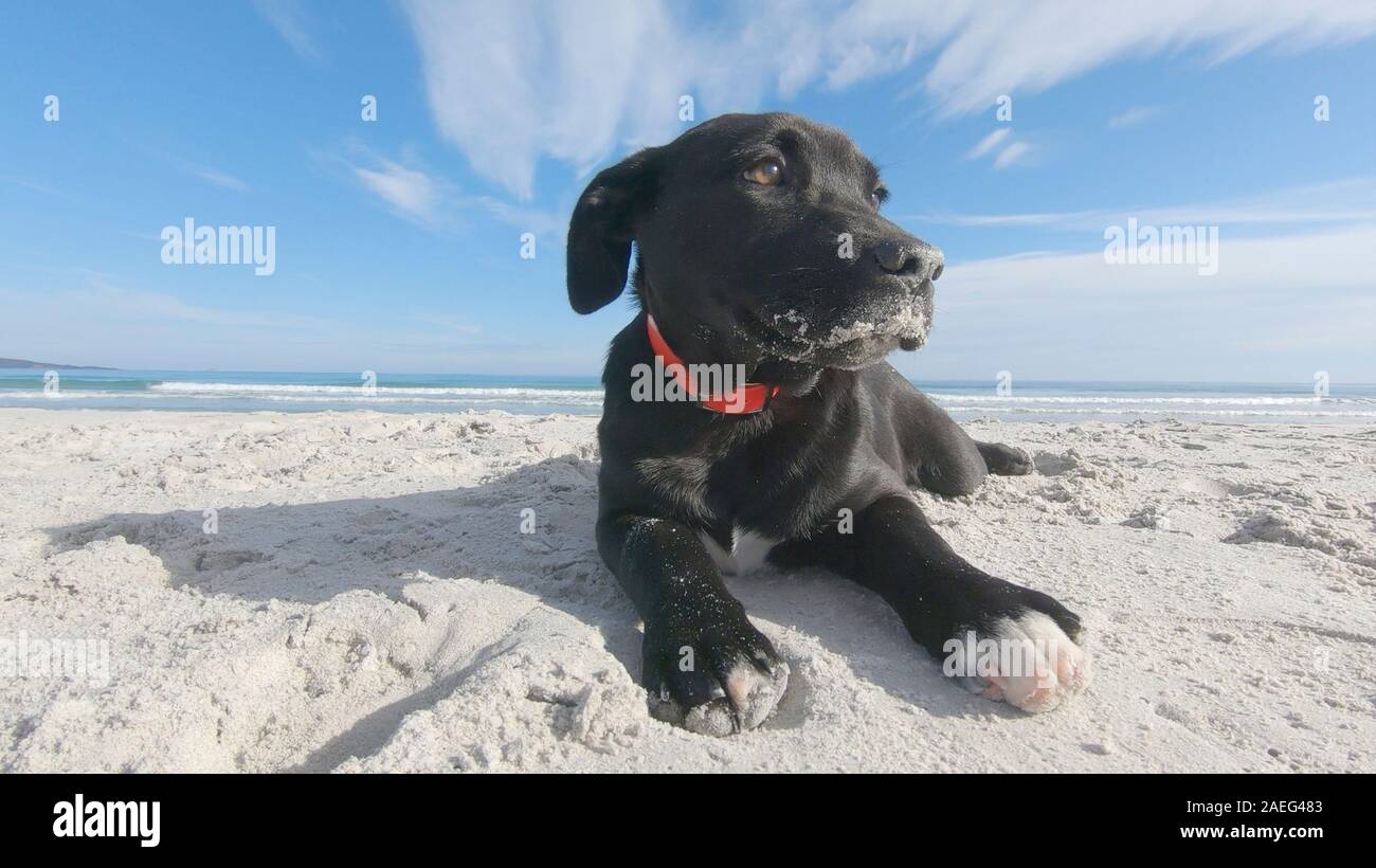 Close up di un triste nero cucciolo di cane con orecchie basse abbandonato su una spiaggia di sabbia bianca a guardarsi attorno per la sua famiglia e master Foto Stock