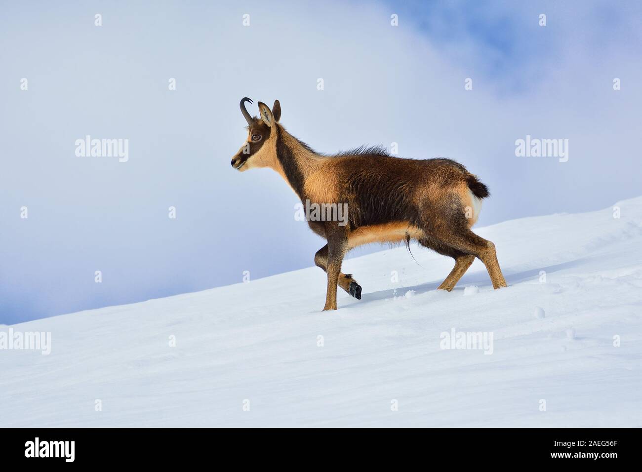 Il camoscio nella neve sulle cime del Parco Nazionale Picos de Europa in Spagna. Rebeco,Rupicapra rupicapra. Foto Stock