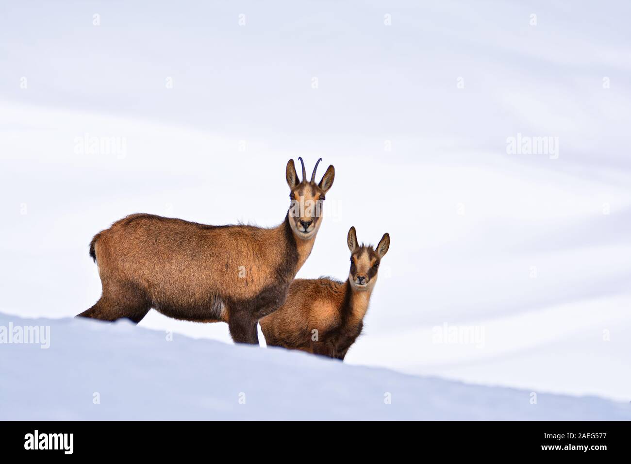 Il camoscio nella neve sulle cime del Parco Nazionale Picos de Europa in Spagna. Rebeco,Rupicapra rupicapra. Foto Stock