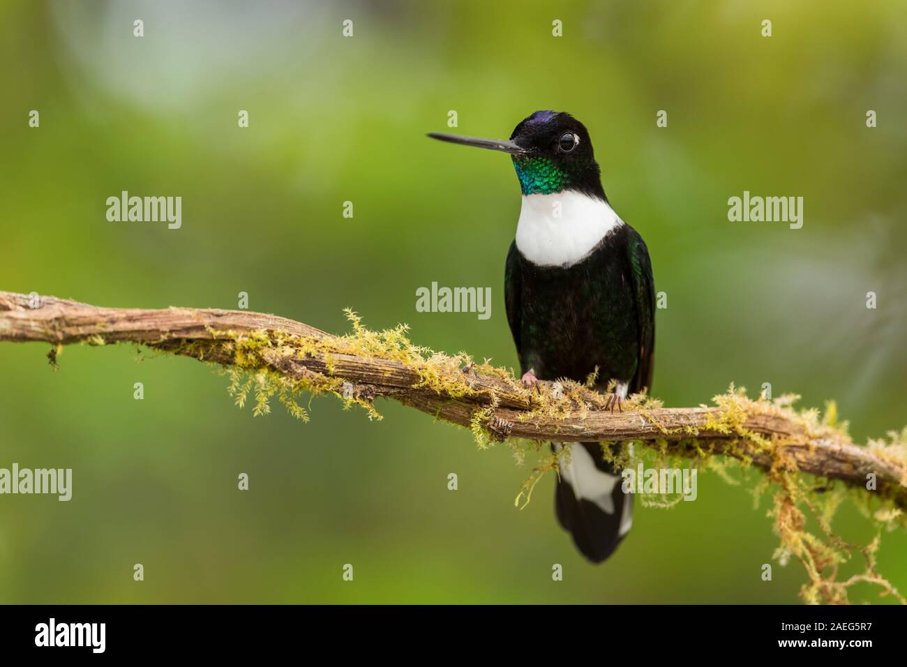 Collare - Inca Coeligena torquata, bella in bianco e nero di hummingbird dalle pendici andine del Sud America, Guango Lodge, Ecuador. Foto Stock