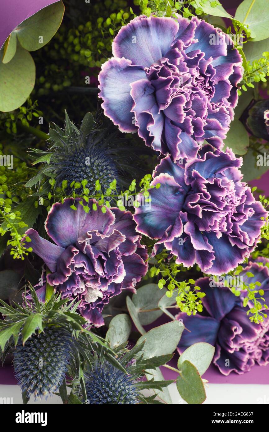 Composizione floreale di fiori di garofani, foglie di thistle ed eucalipto. Bouquet di fiori di colore violaceo, violaceo e violaceo in carta viola Foto Stock