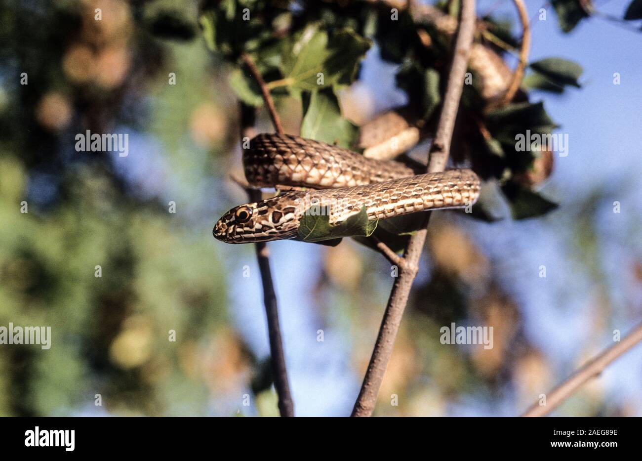 Malpolon monspessulanus, comunemente noto come il serpente di Montpellier, è una specie di blandamente velenosa retro-fanged colubrids. Montpellier snake è molto com Foto Stock