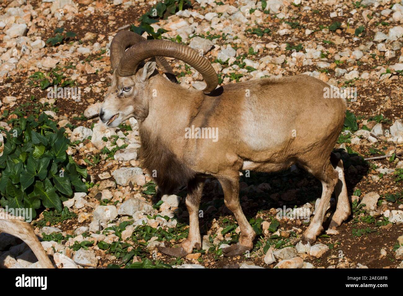 Muflone maschio (Ovis orientalis orientalis) una specie di pecora selvatica Foto Stock